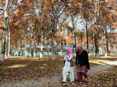 पत्तियां बताती हैं जमीन में दबे सोने का राज