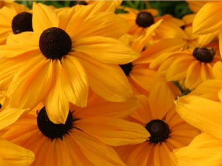 कविता: ऋतु बसंत सुहाय, खेत में सरसों फूलें