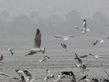 अब तो 'इनके' दर्शन दुर्लभ