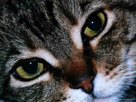 दुन‍िया की सबसे बूढ़ी बिल्ली अब नहीं करेगी 'म्याउं', पांच PM देख चुकी थी पोप्पी