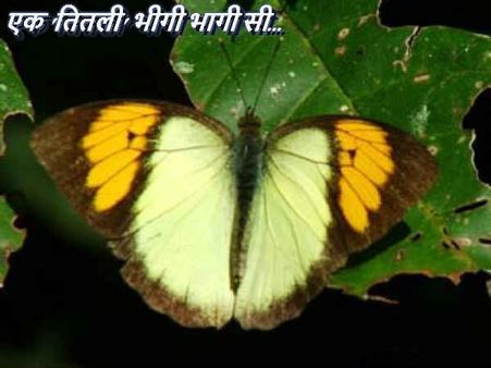 कैसे प्रकृति की इस रानी की लुट रही है इज्ज़त, ये 10 बातें पढ़ें और बचा लें उसे
