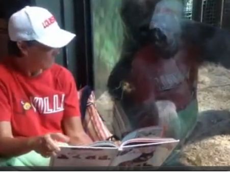 OMG! ये गुरिल्ला तो पढ़ता है बच्चों की किताबें