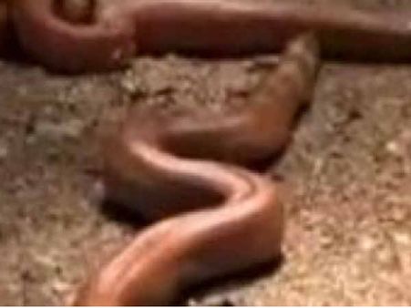 वो कारण, जिनसे खत्म हुई सांप की अधूरी प्रजाति