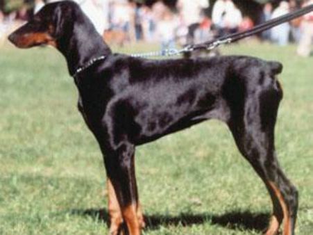 OMG! जब महिला ने बॉयफ्रैंड को पट्टा बांधकर सड़कों पर घुमाया
