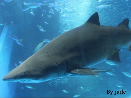 'शार्क वीक' पर जानिए खतरनाक शार्क मछली से जुड़ी 10 दिलचस्प बातें