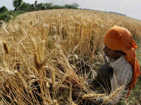 खराब मानसून,फिर भी अनाज का रिकार्ड उत्पादन तय