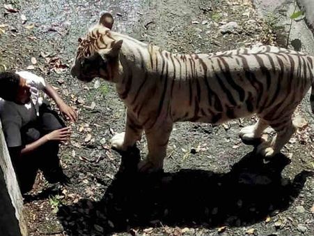 चिड़ियाघर: नहीं हैं ये 8 इंतजाम तो आप भी श‍िकार हो सकते हैं बाघ के