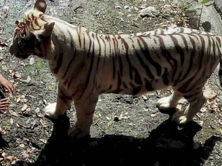 मौत का खेल खेलने के बाद चिड़ियाघर का 'सेंटर ऑफ एट्रेक्शक्शन' बन गया विजय