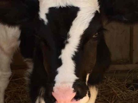 OMG! बछड़े के माथे पर धोनी का लकी नंबर 7