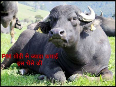 PM मोदी से ज्यादा कमाता है ये 1400 किलो का भैंसा, ठुकरा दिया 7 करोड़ का ऑफर