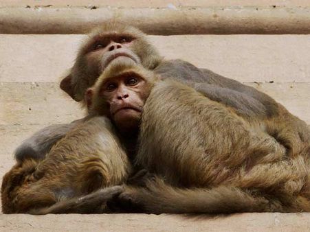 जानिए इबोला का इतिहास और कैसे फैलता है यह वायरस