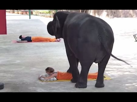 Video: 65 किलो के इंसान पर 7500 किलो के हाथी का मसाज