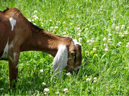 Google के ऑफिस में काम करती हैं 200 बकरियां!
