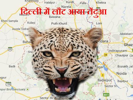 सावधान! दिल्ली में लौट आया तेंदुआ, खौफ में जी रहे हैं लोग