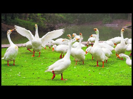 पंजाब के Zoo में जानवरों के ठाठ, ठंडे कूलर और बर्फ का ले रहे हैं मजा