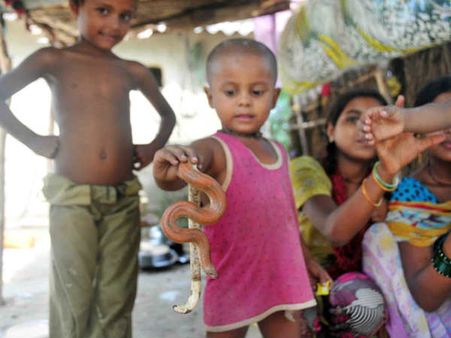 मिलिये ऐसे गांव से जहां मासूम बच्चों का खिलौना हैं जहरीले सांप