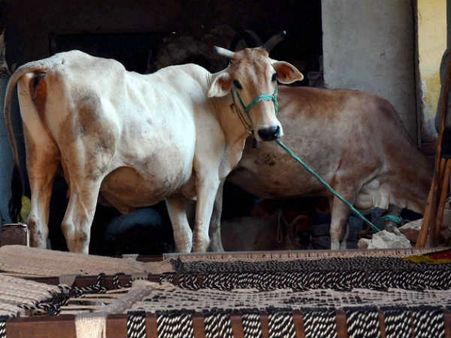 बीफ पर बहस करने से पहले पढ़ें इससे जुड़े वैज्ञानिक तथ्य