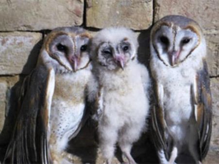 उल्लूओं के लिए काली नहीं दिवाली की रात, जानिए कैसे?