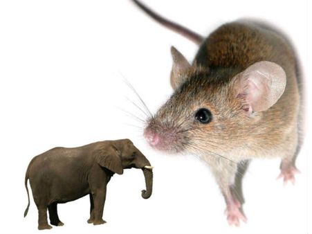 OMG! हाथी के स्‍पर्म से बड़ा होता है चूहे का स्‍पर्म