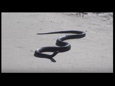 Video: दुनिया की सबसे डरावनी बीच, यहां है जहरीले कोबरा का बसेरा