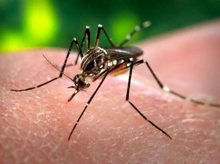 जीका से बचाव के लिए क्‍यूबा ने तैनात किए 9,000 ट्रूप्‍स