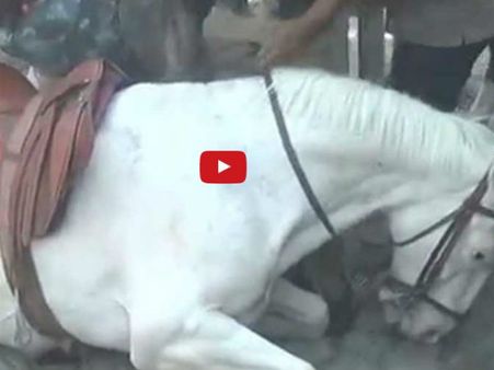 Video-बर्बर भाजपा विधायक ने घोड़े की टांग डंडे से मार-मार तोड़ी