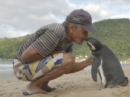 हर वर्ष 5000 मील का सफर तय करती है एक पेंगुइन जानिए वजह