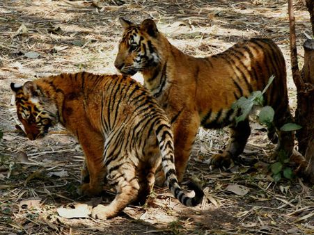 जवानी बरकरार रखने के लिए बाघों को मार खाता था मांस, पीता था खून