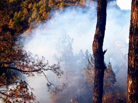 उत्तरकाशी में भीषण आग, कई हेक्टेयर में जंगल हुए राख 