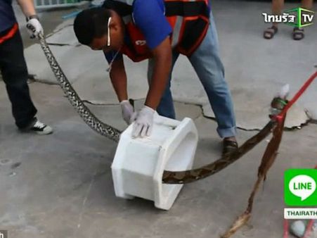 फ्रेश होने टॉयलेट गए शख्‍स का प्राइवेट पार्ट अजगर ने चबाया
