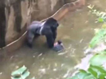 Viral Video: जब गोरिल्ला के बाड़े में गिरा 4 साल का बच्चा, 10 मिनट तक घसीटता रहा और फिर...