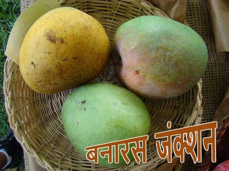 बनारस जंक्शन: ये लंगड़ा आपको स्पीच्लेस कर देगा