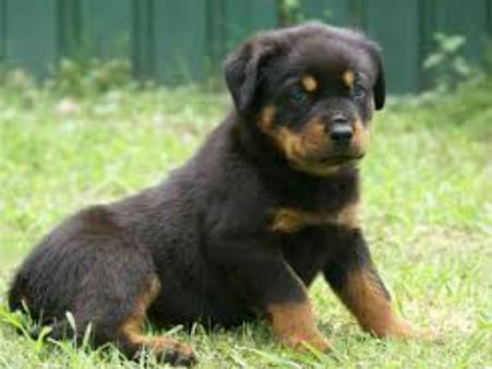 जानें कौन सा जानवर घर में रखना है शुभ और किसे रखें घर से दूर