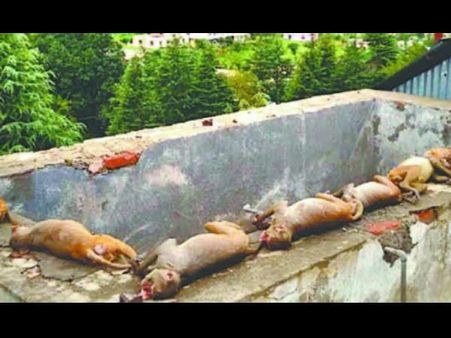 बच्‍चे को ढूबता देख बचाने के लिए पानी में कूदे 10 बंदर, मौत
