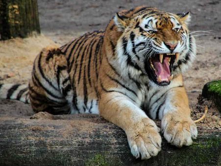 International Tiger Day- जानिये बाघों के बारे में 13 दिलचस्प बातें