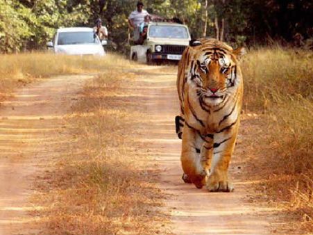 सीबीआई से कराई जाएगी बाघ जय के गायब होने की जांच- महाराष्ट्र सरकार