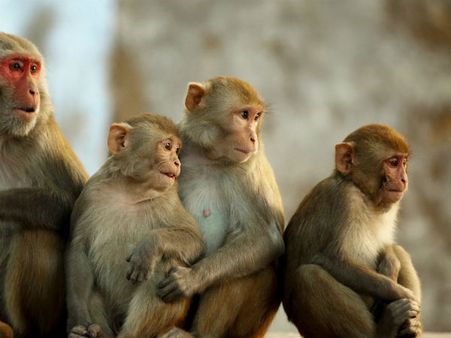पॉपुलेशन कंट्रोल के लिए अब बंदरियों को खिलाई जाएंगी गर्भनिरोधक गोलियां