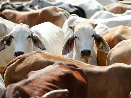 गायों के पेट से निकलीं ऐसी चीजें कि डॉक्टर भी रह गए हैरान