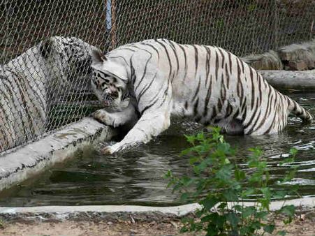 15 साल बाद लखनऊ जू में आबाद हुआ सफेद बाघिन का कुनबा