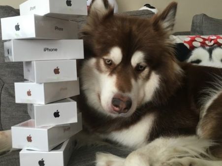 इस कुत्ते के पास हैं 5.5 लाख के 8 आईफोन और सोने की घड़ियां