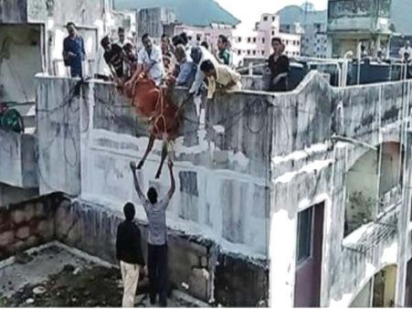 गुजरात: तीन मंजिला अपार्टमेंट पर चढ़ा सांड, रेस्क्यू में छूटा पसीना