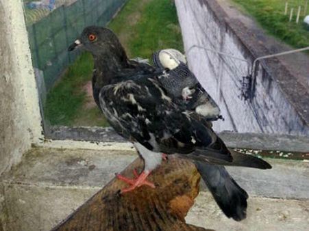 कोलंबिया की जेल में फोन और यूएसबी ले जाने वाला 'जासूस कबूतर'