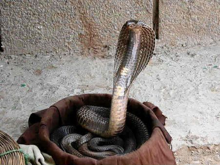बाप रे ! नींद में सांप को चबा गया आदमी, डॉक्टर भी हुए हैरान