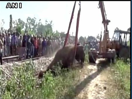 उत्तराखंड: ट्रेन से टकराया हाथी, बुरी तरह से हुआ घायल