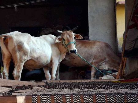 सड़क पर घायल गाय को बचाने के लिए दो मुस्लिम युवक बने गौ रक्षक