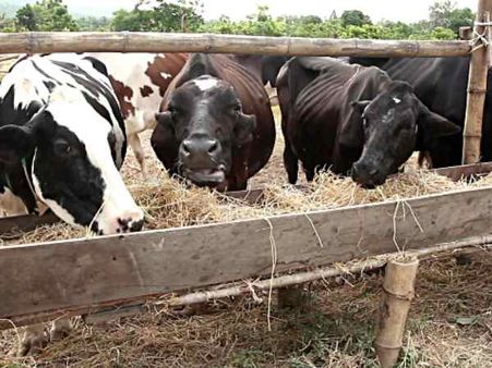 मोदी सरकार आठ करोड़ गाय-भैसों की पहचान के लिए जारी करेगी आधार कार्ड