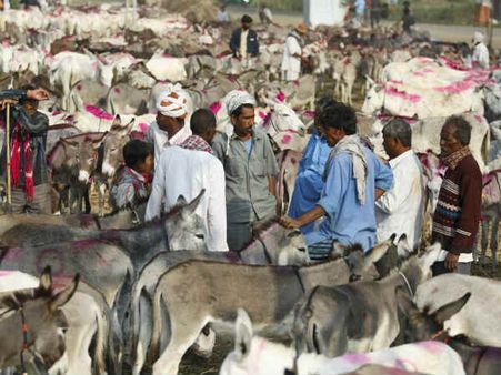 ये 15 फैक्ट्स पढ़कर आप कह सकते हैं-अगले जनम मोहे गधा ही कीजौ