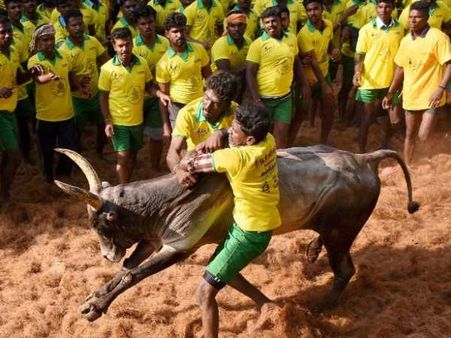 जल्लीकट्टू: तमिलनाडु के मदुरई में 37 लोग घायल, 500 पुलिसकर्मी तैनात