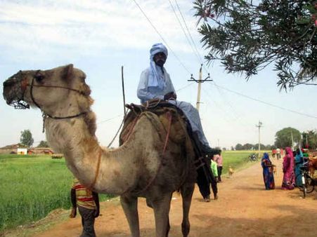 यूपी चुनाव: जानिए कहां और क्‍यों ऊंट पर सवार होकर आया 60 साल का वोटर?