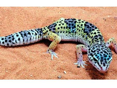 करोड़ों की 'छिपकली' के साथ गिरफ्तार हुए तस्कर, हाथ लगी भगवान विष्णु की दुर्लभ मूर्ति